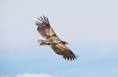 La Reintroducción de Especies: Un Acto de Conservación Que Requiere Más Que Buenas Intenciones