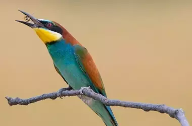Las aves insectívoras y los anfibios de Doñana se convierten en los héroes inesperados contra la avispa asiática