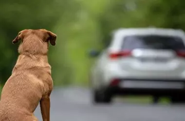 El Desafío Silencioso del Abandono Canino Estival en España