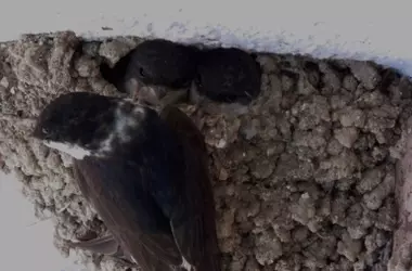 España impone multas severas por la destrucción de nidos de aves protegidas