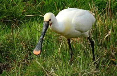 Redescubrimiento asombroso: La espátula más anciana de Doñana reaparece en Urdaibai después de una década