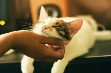 Las Mascotas y el Estrés: Un Vínculo Más Complejo de lo Esperado