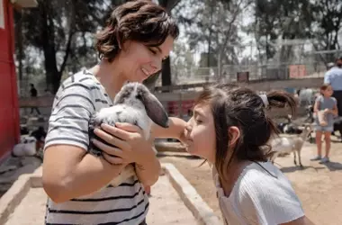 El Congreso Español Rechaza Enseñar Bienestar Animal en Escuelas