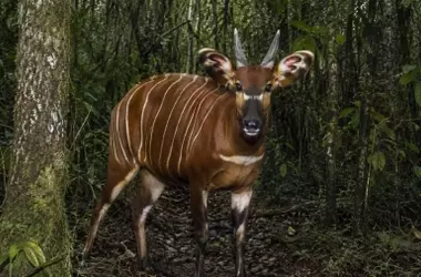 Un Encuentro Milagroso: Bongos de Montaña Reaparecen en Maasai Mau, Kenia