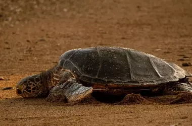 La tortuga boba "Diana" elige D￩nia para su tercer anidamiento, dejando 106 huevos en la costa valenciana