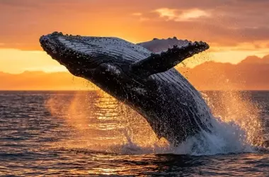 Ballenas jorobadas del mar Arábigo: una población sedentaria que desafía la biología marina