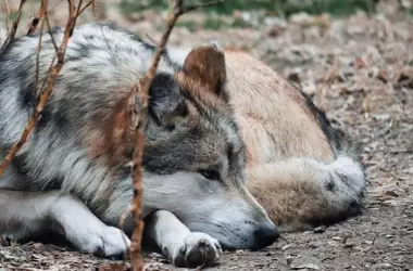 La imperiosa necesidad de proteger al lobo ibérico: Alianza Verde exige acción inmediata