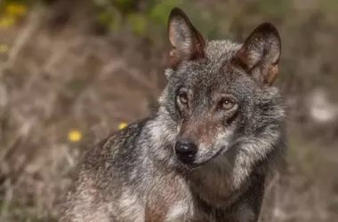 El Futuro del Lobo Ibérico en España: Un Imperativo de Conservación