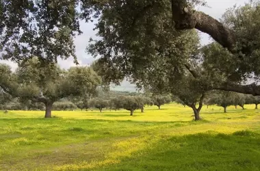 Reverdeciendo el Futuro: Un ambicioso proyecto de reforestación con mil bellotas en Andalucía