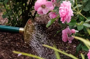Consejos Expertos para el Cuidado de Rosales: Flores Vibrantes Durante Todo el Verano