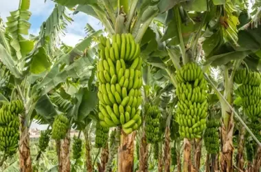 Alga asiática: Revolucionando la agricultura del plátano con soluciones sostenibles