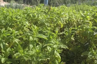 Plantas Aromáticas: Una Estrategia Ecológica para Disuadir Roedores en el Jardín