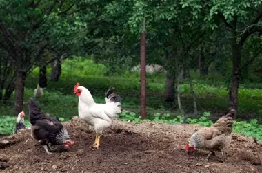 Bienestar Animal en España: Apoyo Público y Preocupación por los Costos