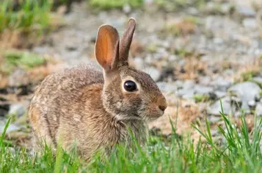 El Conejo Montés en España: Un Debate Crucial entre Agricultura, Caza y Conservación