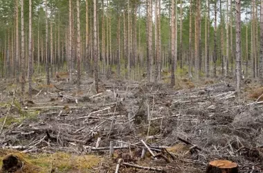 La biomasa forestal no aprovechada en España aumenta el peligro de incendios devastadores