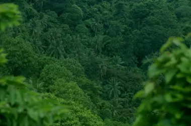 La Crisis de los Bosques Tropicales: Un Peligro Inminente y Sus Consecuencias Globales