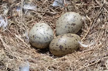 Impacto Duradero: Hallan Pesticidas Prohibidos de Hace Décadas en Huevos de Aves Silvestres