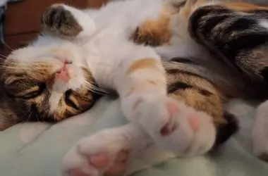 Los felinos domésticos y su verdadero impacto en la biodiversidad: un análisis crítico