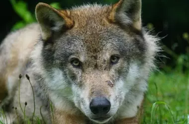 Datos de lobos radiomarcados desmienten cifras oficiales de ataques al ganado