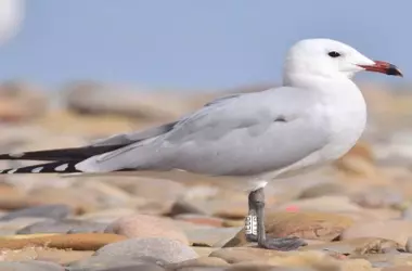Las Gaviotas de Audouin en Cataluña: Una Especie Amenazada Busca Refugio en Puertos