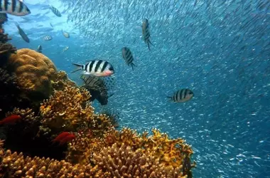 Un Vistazo al Tesoro Escondido: La Misión de Conservación Coralina en Canarias