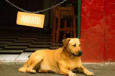 Astillero lidera la integración de mascotas en su tejido comercial con una iniciativa municipal innovadora