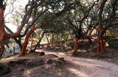 Los alcornocales: baluarte crucial contra incendios y resguardo ambiental en España