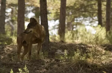 La controversia sobre la gestión del lobo en España se reaviva tras una votación decisiva