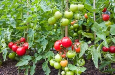 El Secreto del Bicarbonato para Tomates Más Grandes y Dulces en tu Jardín