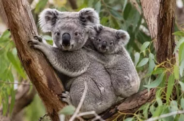 La Resiliencia Genética de los Koalas de Victoria: Un Nuevo Paradigma en Conservación