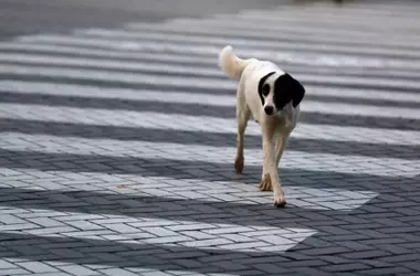 Marruecos: Entre la Nueva Ley de Bienestar Animal y la Incertidumbre de los Perros Callejeros