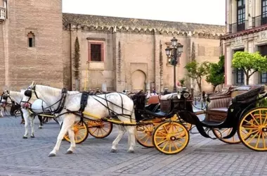 PACMA Demanda el Fin de los Coches de Caballos en Sevilla por Maltrato Animal y Clima Extremo