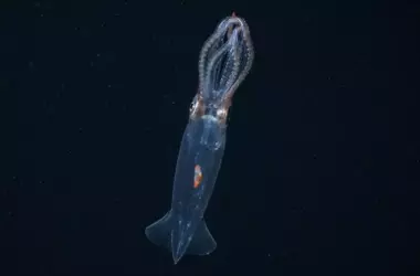 Descubrimiento de Ecosistemas Submarinos Ocultos en la Antártida Tras Desprendimiento de Iceberg