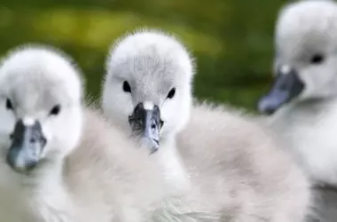 Suspenso en Biodiversidad: Comunidades Autónomas de España Incumplen Objetivos 2030