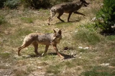 La Protección del Lobo en España: Un Debate Continuo en el Escenario Político y Ambiental
