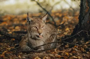 Nacimiento de crías de lince ibérico en Cuenca: un triunfo para la conservación