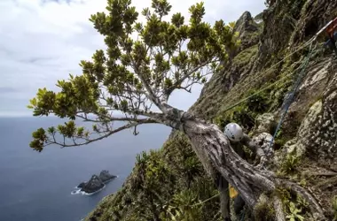 La lucha desesperada por salvar la vida: el último árbol de su especie en la Isla Robinson Crusoe