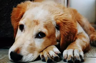 Guía policial para la protección animal: un paso adelante con obstáculos
