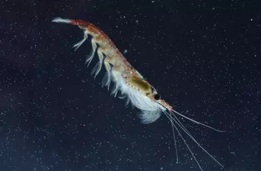 El Zooplancton, Clave Oculta del Ecosistema Marino: La Alerta de la ONU en Canarias sobre el Colapso Pesquero