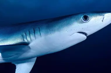 Fauma: Una Aplicación Revolucionaria para el Rastreo de Animales Marinos y la Conservación de Especies Amenazadas