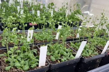 Abuelas tenían razón: la ciencia respalda los beneficios de hablar a las plantas