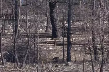 La Oportunidad de la Madera Quemada Post-Incendios: Renovación y Valor Económico