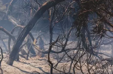 Doñana en Alerta Máxima: Un Análisis del Riesgo de Incendios tras el Último Gran Fuego