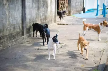 La Nueva Ley Marroquí de Animales Callejeros: Un Gran Cambio que Genera Debate Nacional