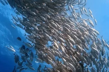 Oceana impulsa una legislación pesquera más estricta en España
