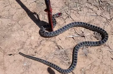 Alerta en Baleares: la creciente amenaza de la serpiente de herradura y su impacto en la biodiversidad local