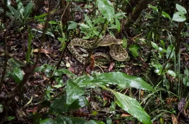 Un Error Ecológico de Japón que Trascendió Décadas: La Erradicación de la Mangosta de Amami Oshima