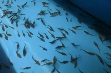 Primeras Crías de Esturión Estrellado Nacen en el Danubio: Un Hito para la Conservación