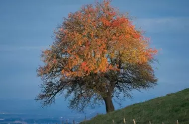 La Crucial Importancia de Proteger los Bosques: Día Mundial del Árbol 2026