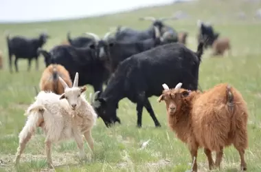 Un estudio revela que las cabras no son las principales causantes de la desertificación en Mongolia